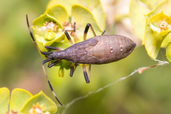 Νύμφη του Dicranocephalus albipes περπάτημα σε ένα πράσινο φυτό — Φωτογραφία Αρχείου