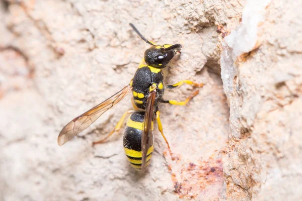 Ancistrocerus sp. vespa posata su una roccia in una giornata di sole — Foto Stock