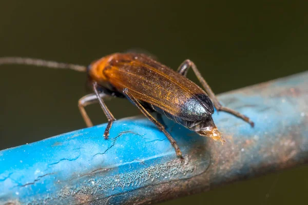 Rıhtım böceği, Nacerdes melanura, mavi metal bir çite poz verdi. — Stok fotoğraf