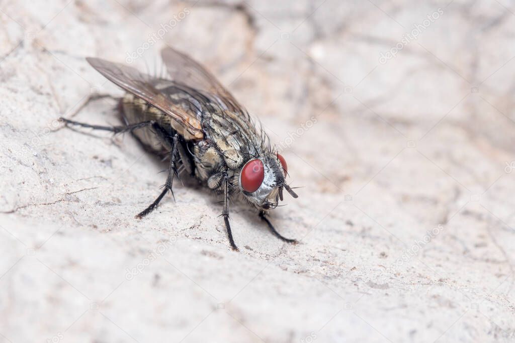 Common flesh fly, Sarcophaga sp., posed on a rock under the sun