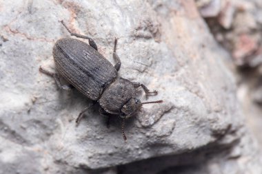 Scleron armatum böceği güneşli bir günde bir kayanın üzerinde yürüyor.