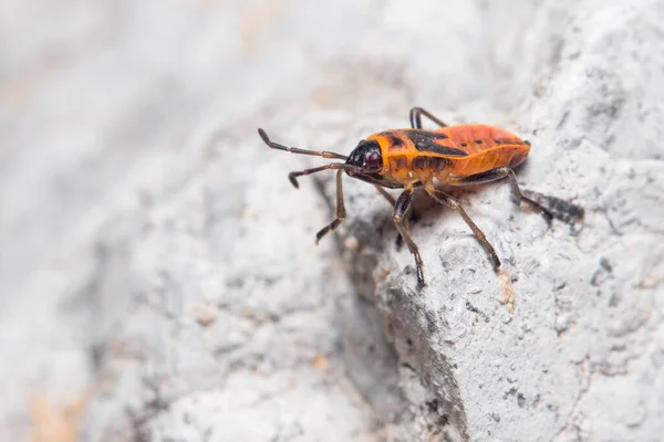 Güneşli bir günde Pyrrhocoris apterus 'un perisi bir kayanın üzerinde poz verdi. — Stok fotoğraf