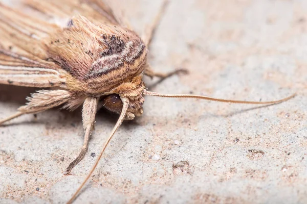 Mythimna joannisi papillon de nuit reposant sur un sol en béton — Photo