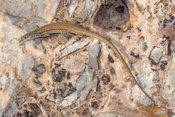 Lagarto de pared, Podarcis liolepis, calentándose en una roca en un día soleado —  Fotos de Stock