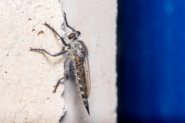 Robber fly, Asilidae sp., posou em uma parede de concreto em um dia ensolarado — Fotografia de Stock