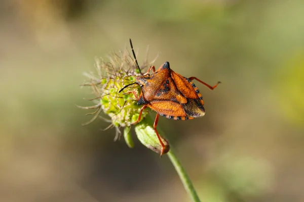 꽃에 Carpocoris fuscispinus — 스톡 사진