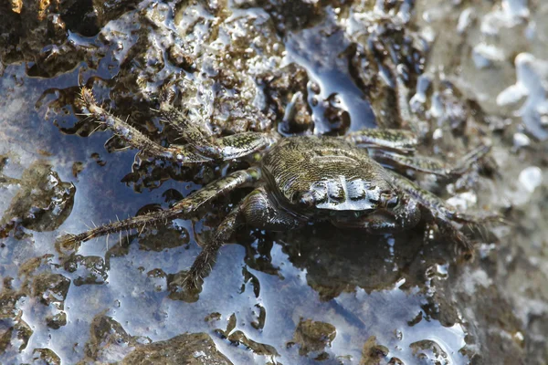 Crab on a rock — Stock Photo, Image