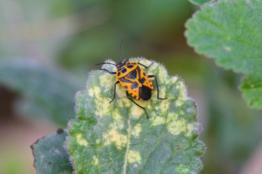Eurydema dominulus üzerindeki yaprak