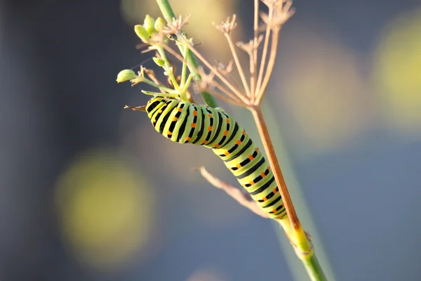 Örnek Swallowtail tırtıl — Stok fotoğraf