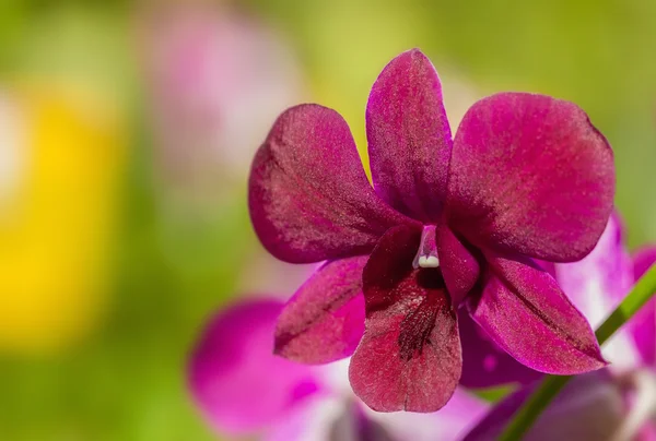 Orquídea vermelha — Fotografia de Stock