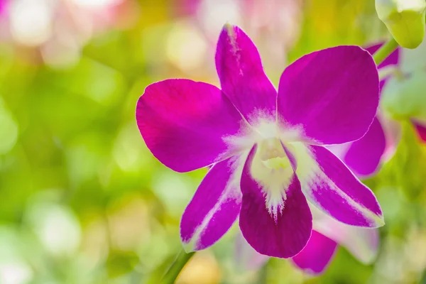 Orquídea rosa — Fotografia de Stock