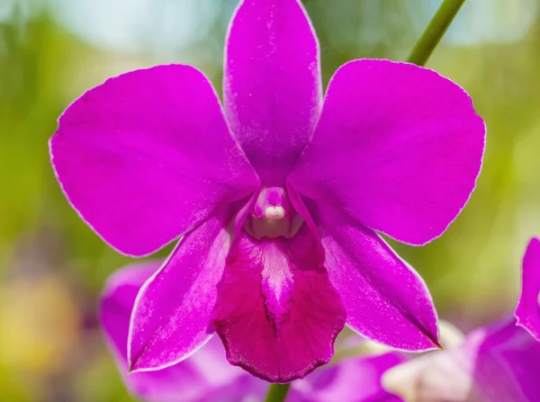 Close-up de flor rosa — Fotografia de Stock