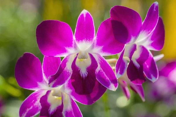 Branch of orchid — Stock Photo, Image