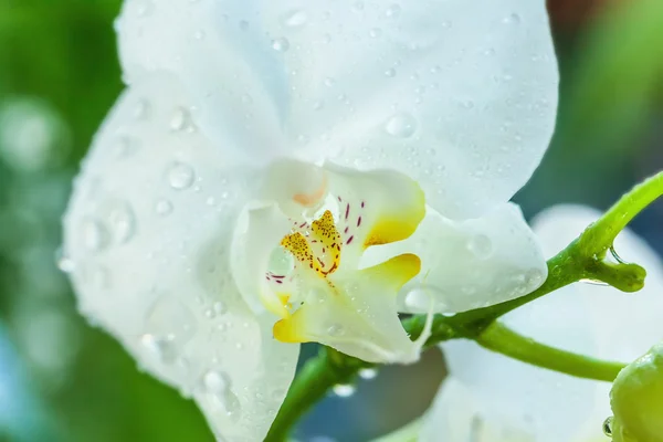 Orquídea branca — Fotografia de Stock