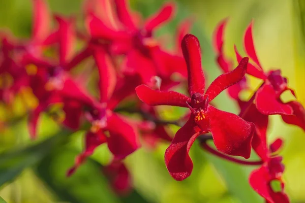 Red flowers — Stock Photo, Image