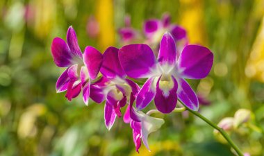 Branch of pink orchid clipart