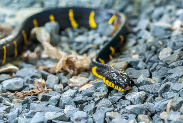 Krait serpente — Foto Stock