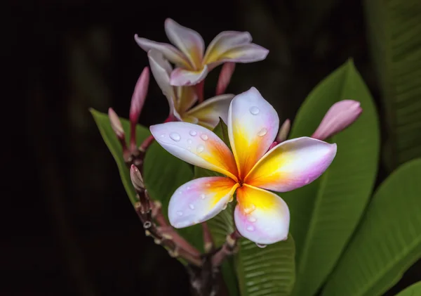 Frangipani — Foto de Stock