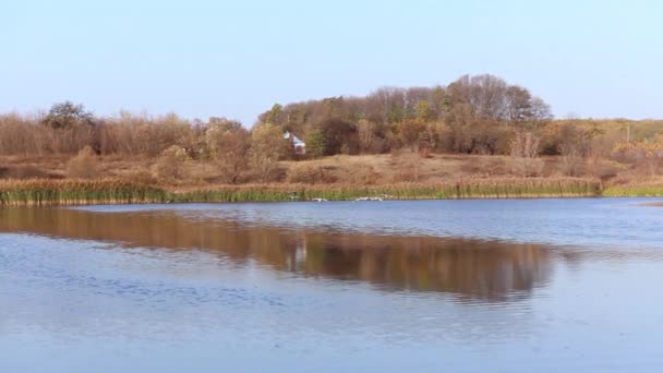 Desenfoque de aterrizar cisnes en el estanque. Los cisnes en foco se sientan en el lago. Mañana nublada de otoño. Amanecer — Vídeos de Stock