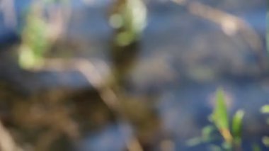 Nehirde çözünmüş su