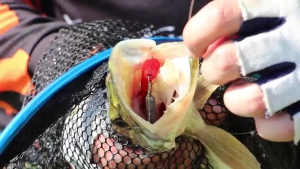 Rybář chytil štiku a ukazuje, jak hluboce spolkl hák s návnadou. — Stock video