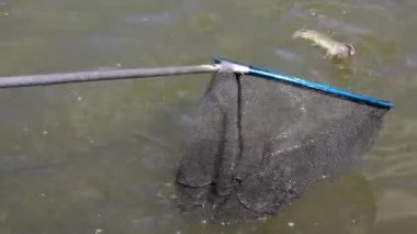 İniş ağındaki büyük bir kuzey turna balığından yem avlamak. Spor balıkçılığı. Yaşam biçimi