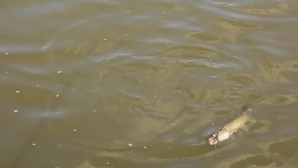 Brochet nageant dans l'étang pris sur un crochet. Un petit brochet attrapa un appât de pêcheurs. Le pêcheur conduit les poissons le long du rivage — Video