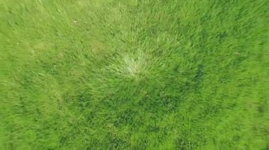 Çimlerin yükselir ağaçları arasında