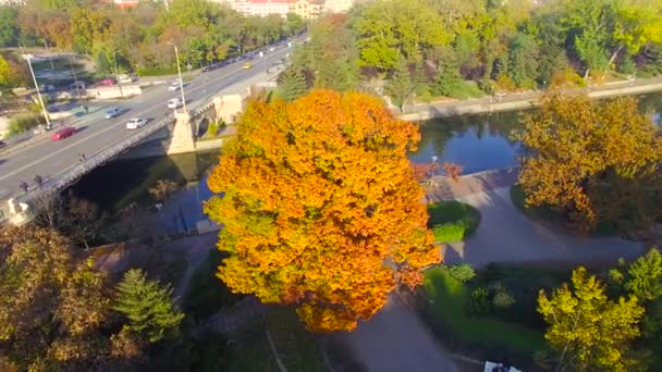 Drone in orbita attorno ad un albero rosso — Video Stock