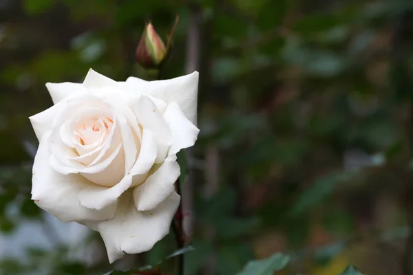 Biały Róża Kwiat Pączek Zbliżenie Tle Natury Bokeh — Zdjęcie stockowe