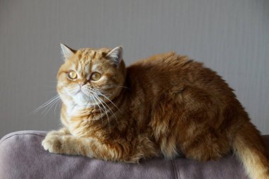 Kanepenin arkasında kızıl İskoç kedisi.