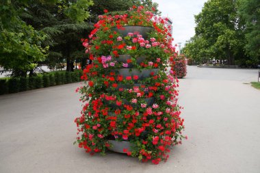 Pembe çiçekli ampella pelargonium parkta.