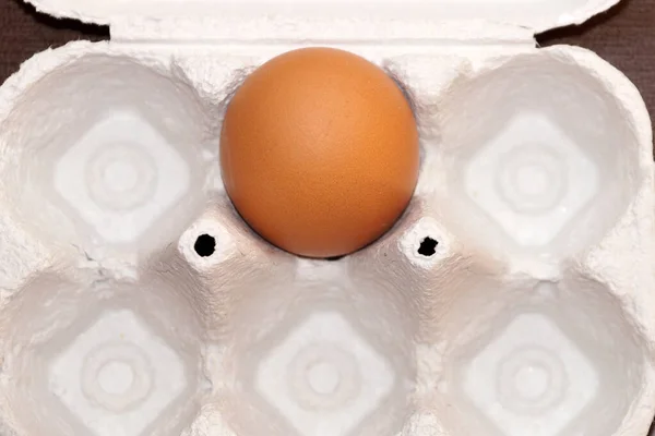 one brown chicken egg in a carton.