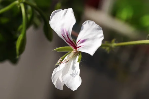 Белый Пеларгоний Цветок Крупным Планом Сером Фоне — стоковое фото