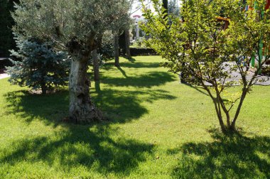 Güneşli bir yaz gününde yeşil çimenli ve ağaçlı bir parkın parçası.