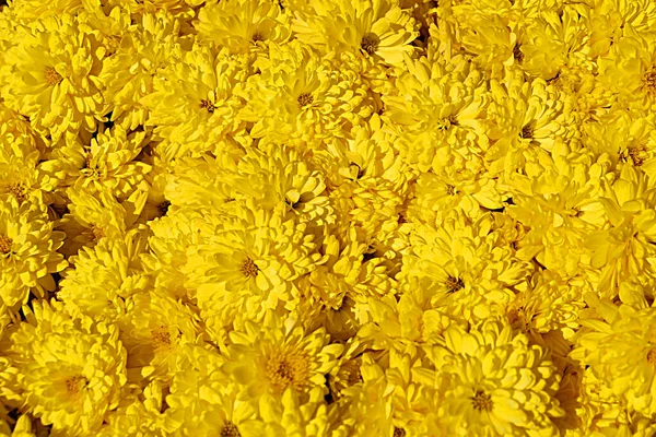 Žlutá Chryzantéma Květinová Textura Pro Pozadí — Stock fotografie