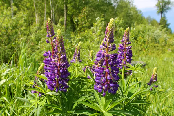 Lupins Fleurs Violettes Sur Fond Forêt — Photo