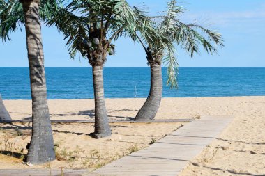 Boş bir kumsalda palmiye ağaçları ve denize açılan ahşap döşemeler.