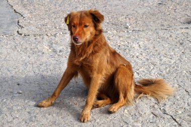 Evsiz kırmızı köpek yolda oturuyor. Yakından.