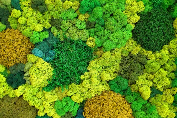 Musgo Estabilizado Multicolorido Para Design Interiores Ecológicos Close Jardinagem Vertical — Fotografia de Stock