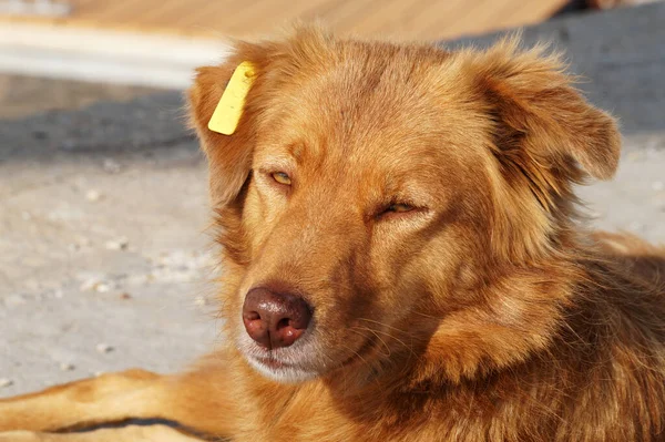 Kulağında Çip Olan Evsiz Kırmızı Bir Köpeğin Portresi — Stok fotoğraf