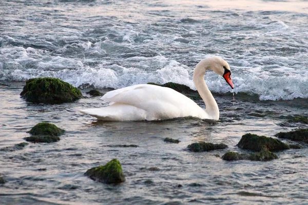 White Swan Blows Water Stones — Stock Photo, Image