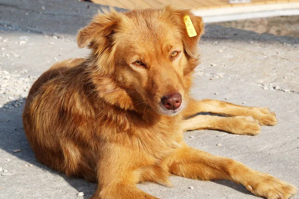 portrait of a homeless red dog with a chip on his ear.