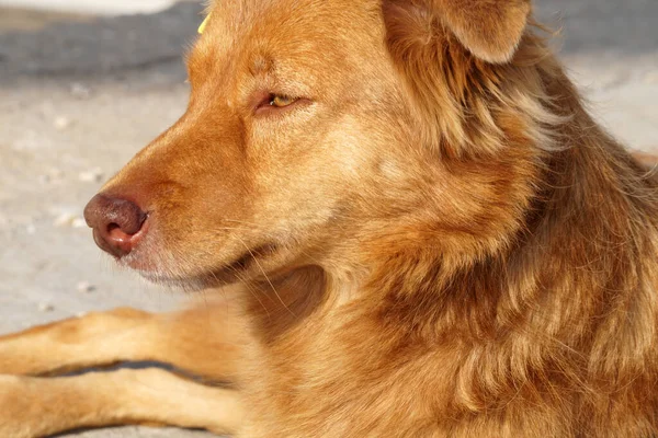 Portrét Červeného Psa Bez Domova Zblízka — Stock fotografie