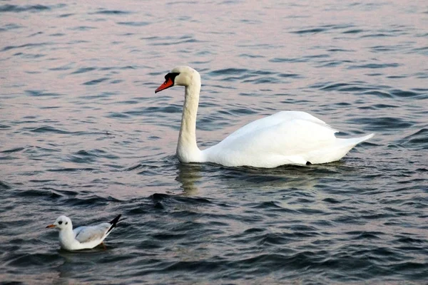 Weißer Schwan Weht Auf Wasser Zwischen Steinen — Stockfoto