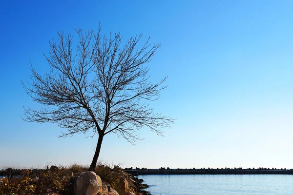 Sahilde Yapayalnız Bir Ağaç Açık Bir Gökyüzünün Arka Planında — Stok fotoğraf