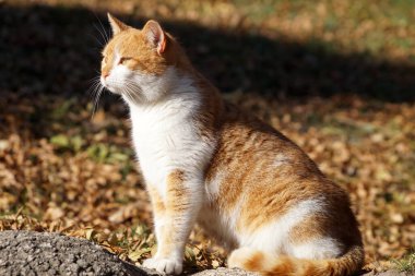 Beyaz ve kızıl kedi güneş ışığında sonbahar yapraklarında otururlar..