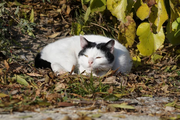 白と黒の猫は日光の下で草の上で眠り — ストック写真