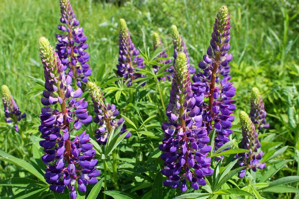 Altramuces Florecientes Púrpura Cerca — Foto de Stock