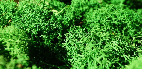 Green Stabilized Preserved Moss Ecological Interior Design Close Macro Photography — Stock Photo, Image